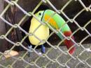 What a cool colorful toucan!